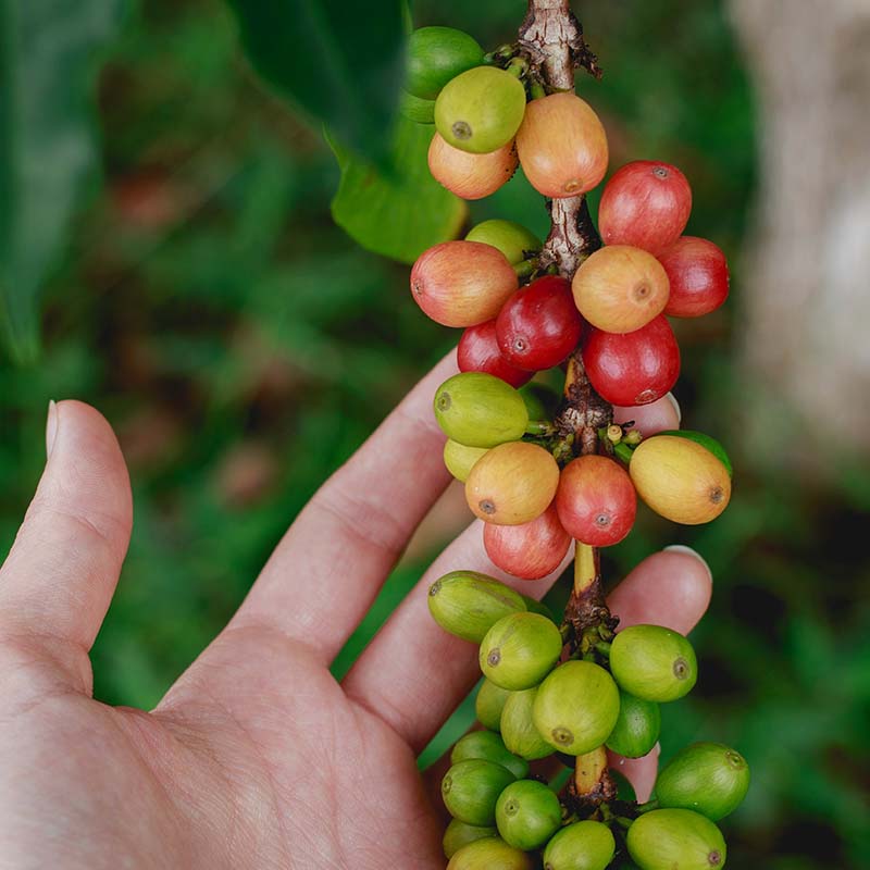 Coffee beans